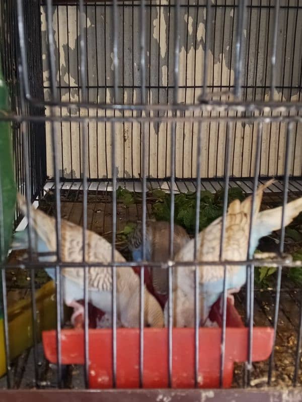 active and healthy beautiful bajari parrot 8