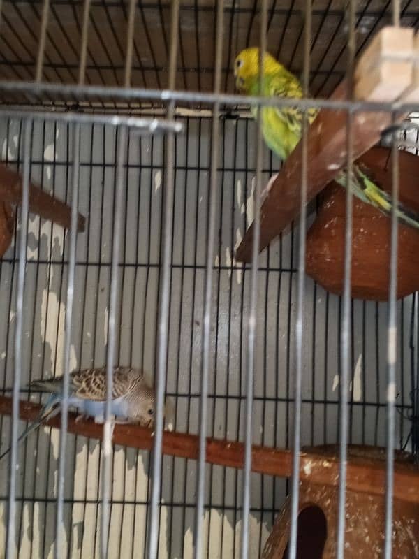 active and healthy beautiful bajari parrot 9