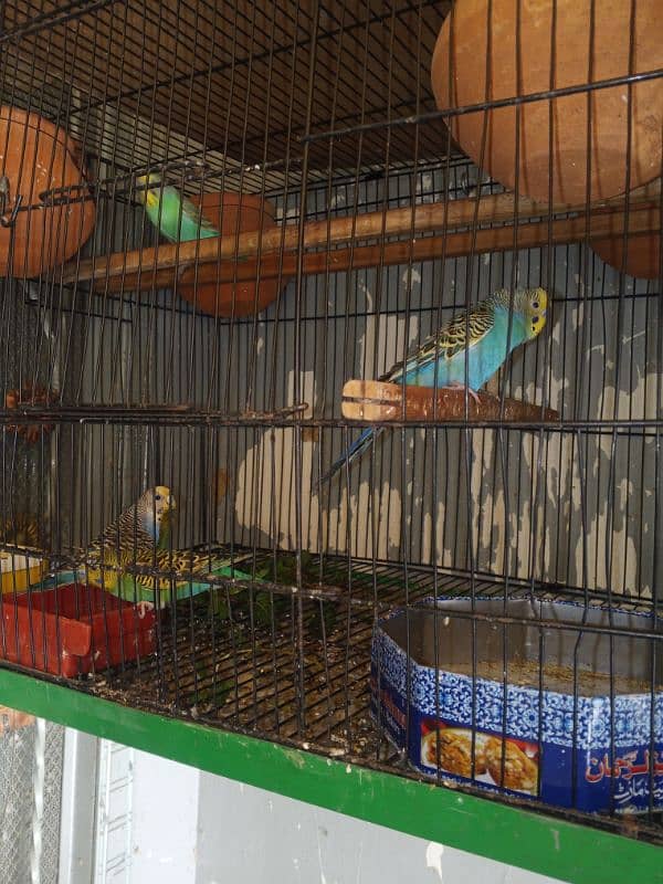 active and healthy beautiful bajari parrot 10