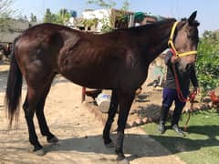 Mona Depot Registered Thouroughbred Horse - Riding & Polo