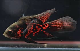 Redtail catfish, santa parrot, hyfin oscars , blur accara