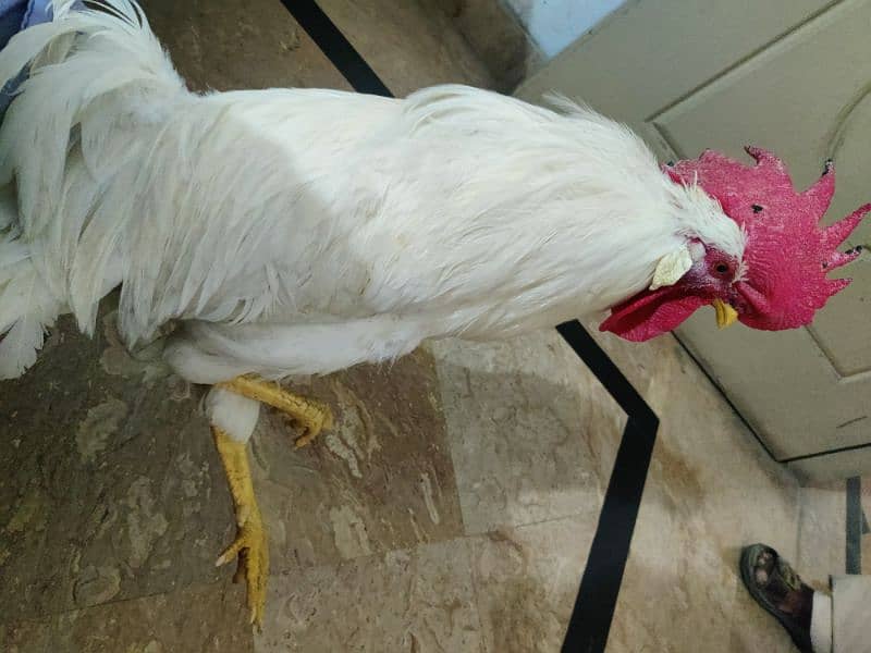 White Layer Rooster for Sale – Healthy & Active 0