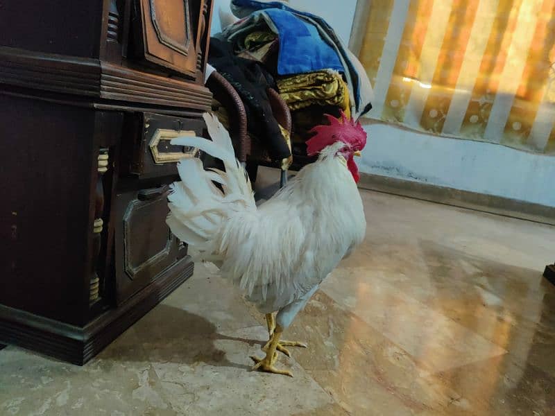 White Layer Rooster for Sale – Healthy & Active 1