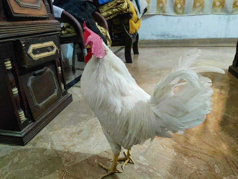 White Layer Rooster for Sale – Healthy & Active 2