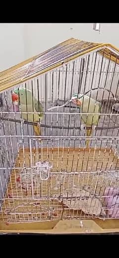 parrots okara 03059622506