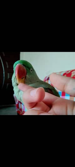 Beautiful Female parrot