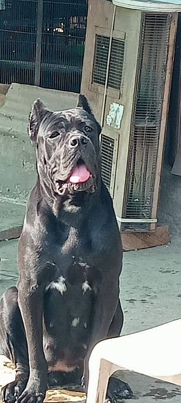 Cane croso puppies Available for sale 5