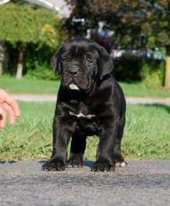 Cane croso puppies Available for sale