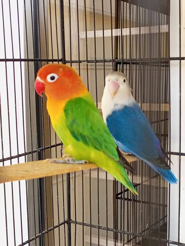 Lovebirds pair for sale 0