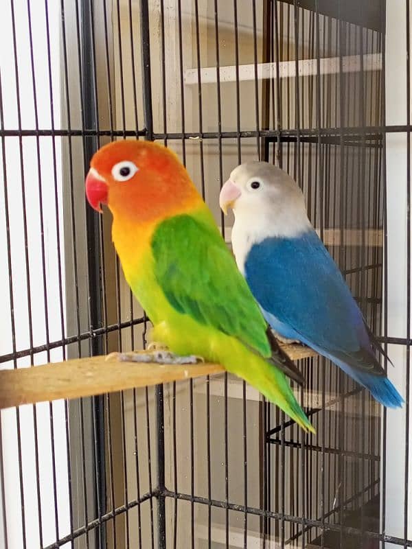 Lovebirds pair for sale 1