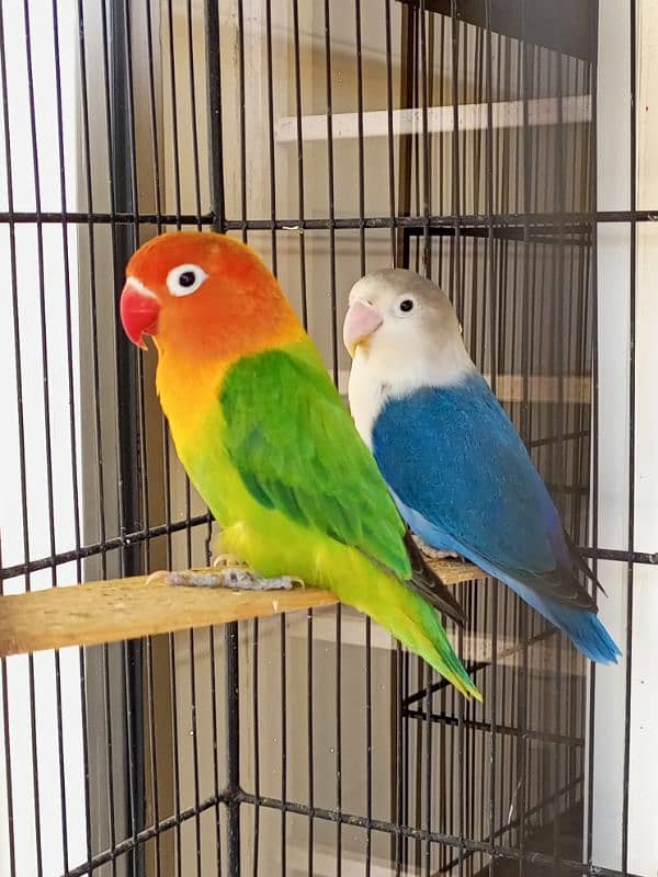 Lovebirds pair for sale 2