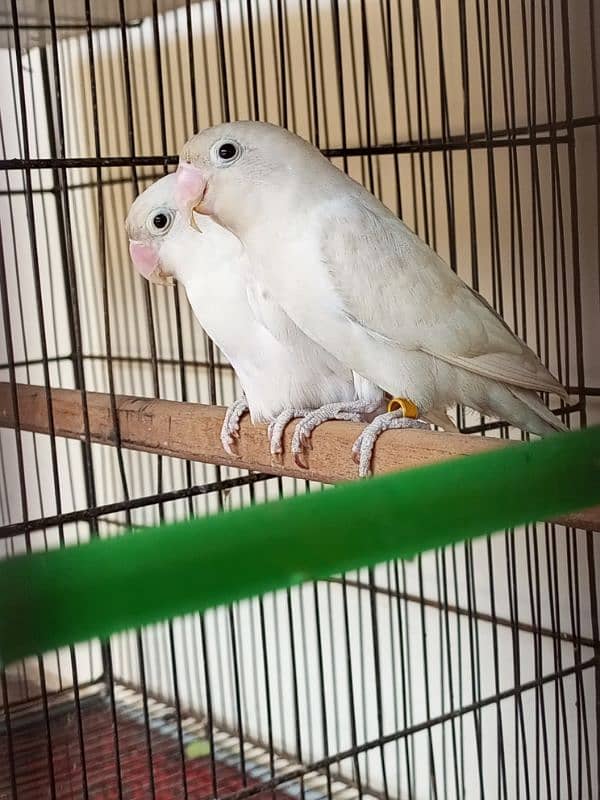 Lovebirds pair for sale 3