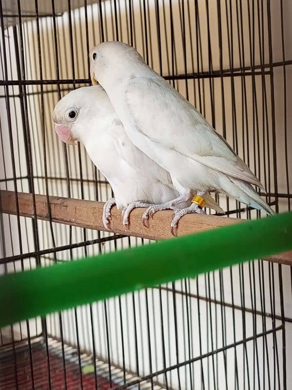 Lovebirds pair for sale 4