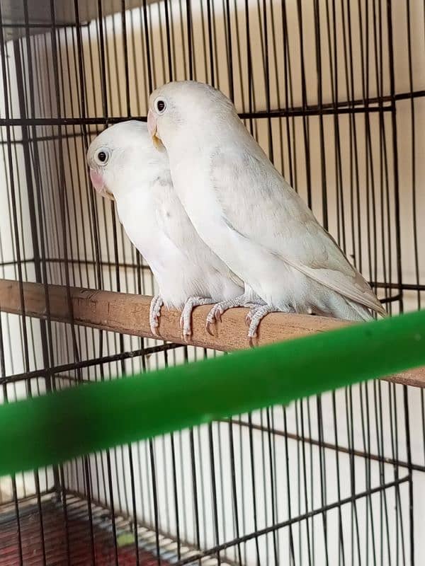 Lovebirds pair for sale 5