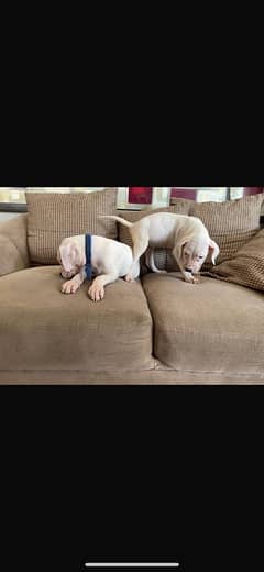 Dogo argentino puppies available for sale