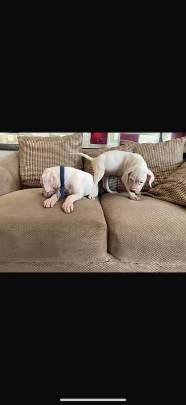 Dogo argentino puppies available for sale 0