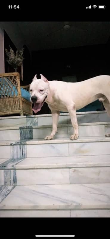 Dogo argentino puppies available for sale 1