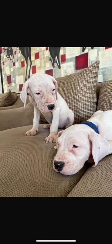 Dogo argentino puppies available for sale 2