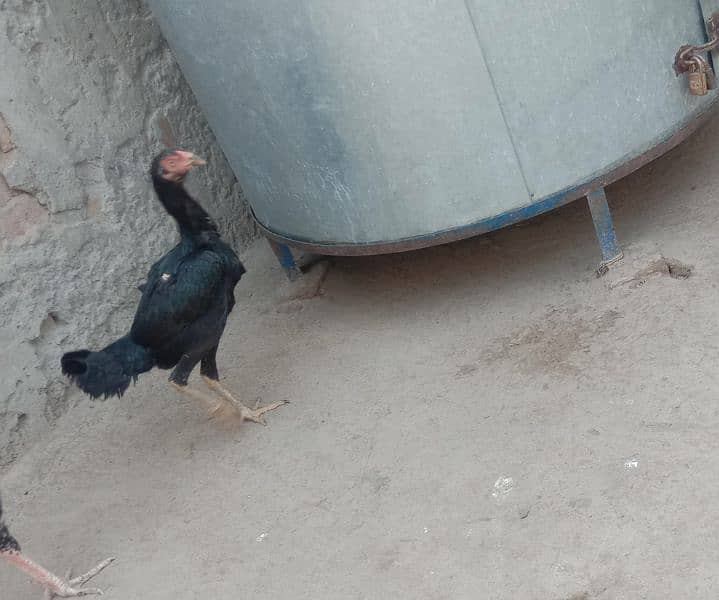 Black Female Pure Aseel 0