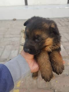 Long coat German Shepherd male puppy /GSD available for sale