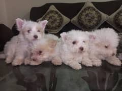 Small Male Poodle Puppies