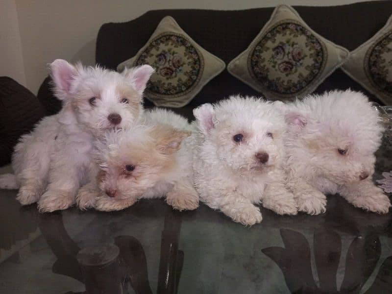 Small Male Poodle Puppies 0