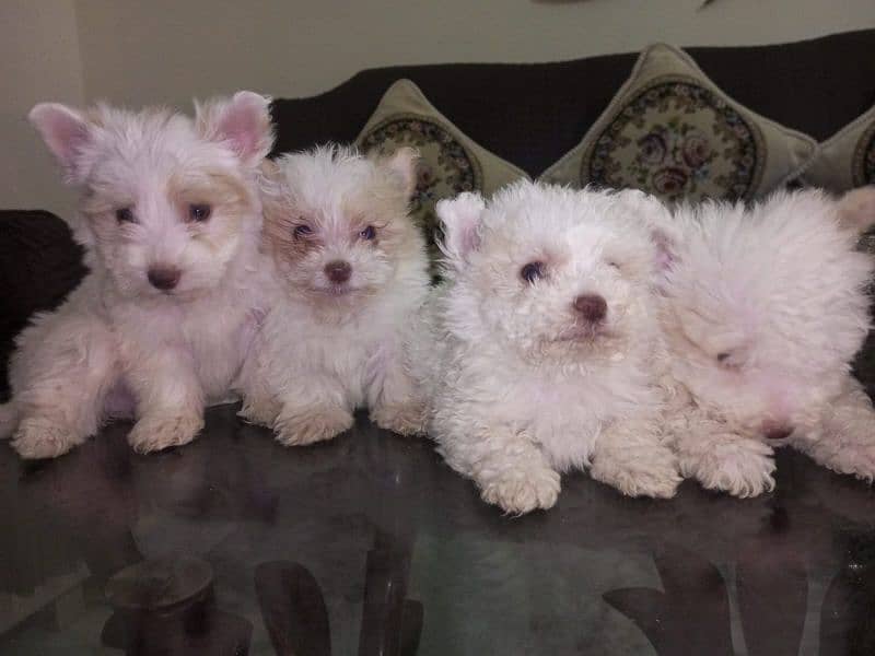 Small Male Poodle Puppies 1