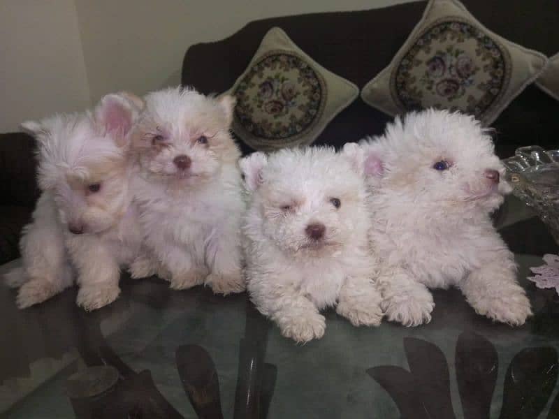 Small Male Poodle Puppies 2