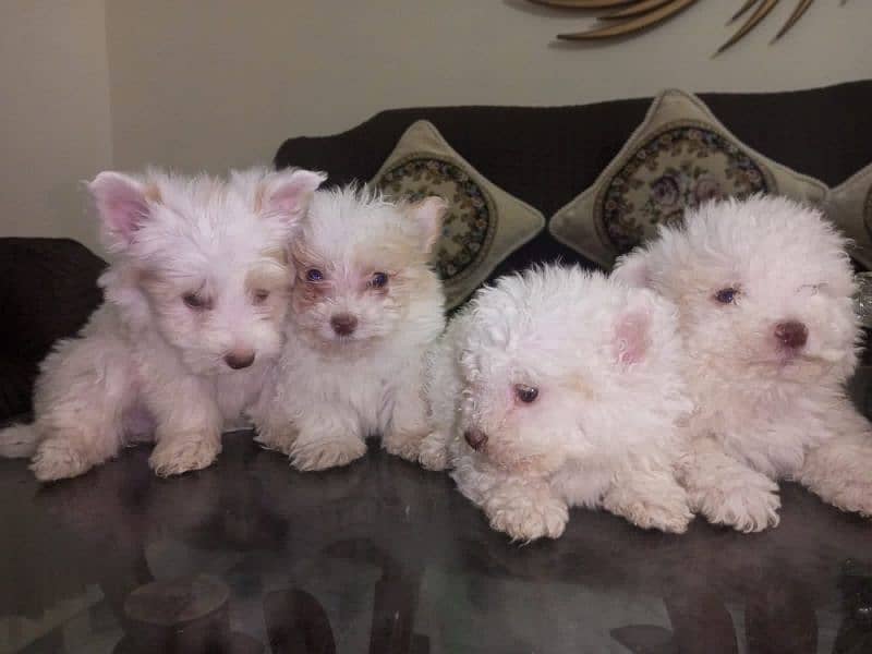 Small Male Poodle Puppies 3