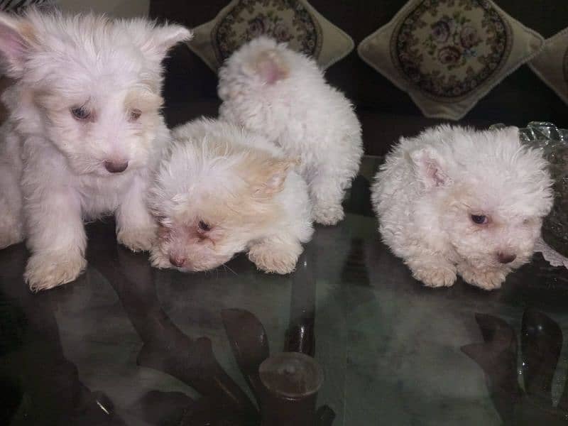 Small Male Poodle Puppies 4