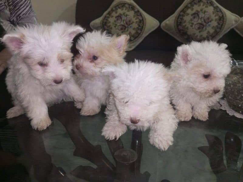 Small Male Poodle Puppies 5