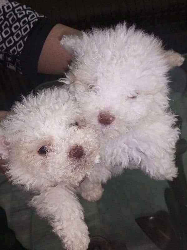 Small Male Poodle Puppies 7