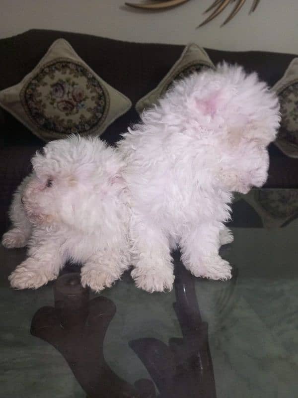 Small Male Poodle Puppies 10