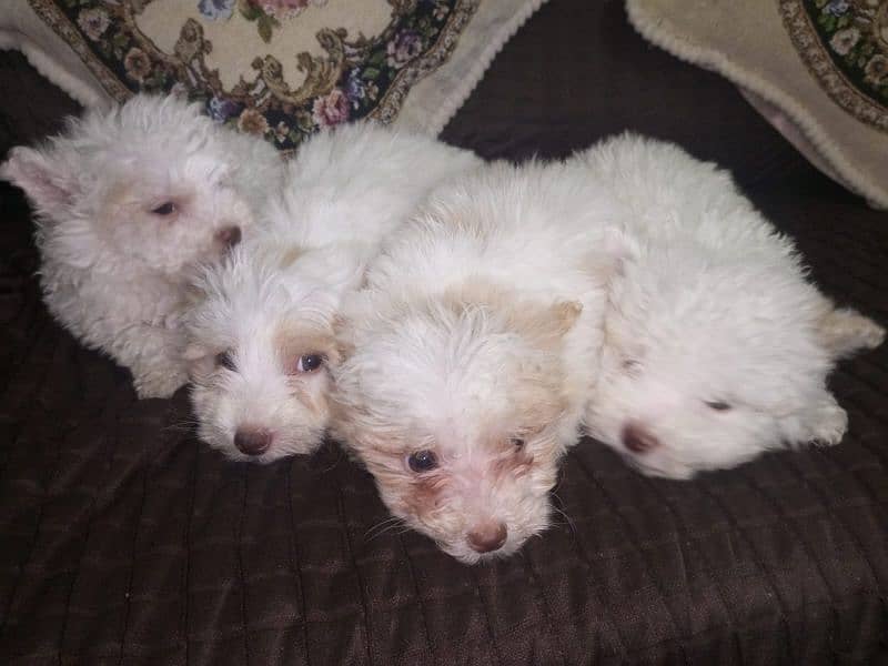 Small Male Poodle Puppies 11