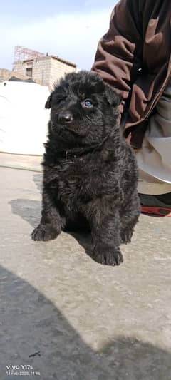 Black german puppy