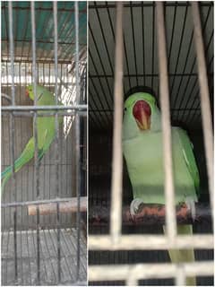 Green parrot female 03064328164.03464668249