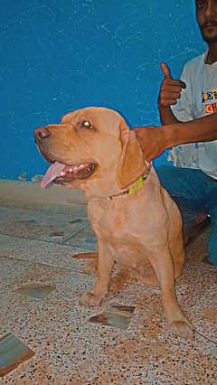 Labrador female urgent sale