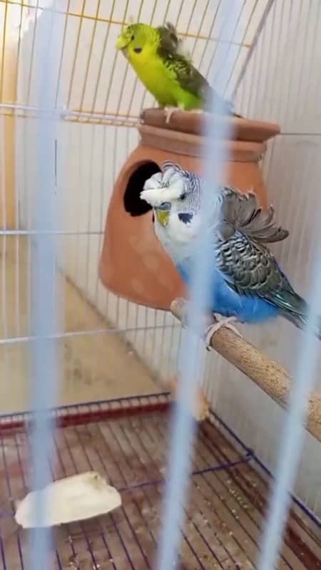 hogoromo black wing breeder pair 4