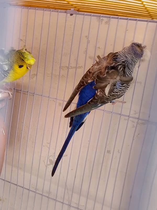 hogoromo black wing breeder pair 10