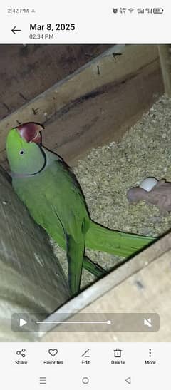 confirmed breeder pair with chick