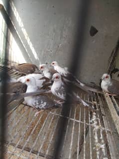 Pied dove ready to breed pairs