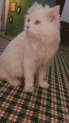 persian cat