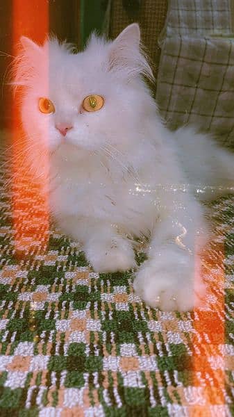 persian cat 2