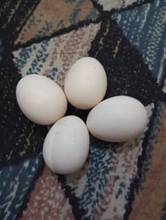 fertile eggs white heera