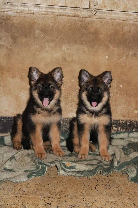 BLACK MASK GERMAN SHEPHERD PUPPIES AVAILABLE FOR SALE 0