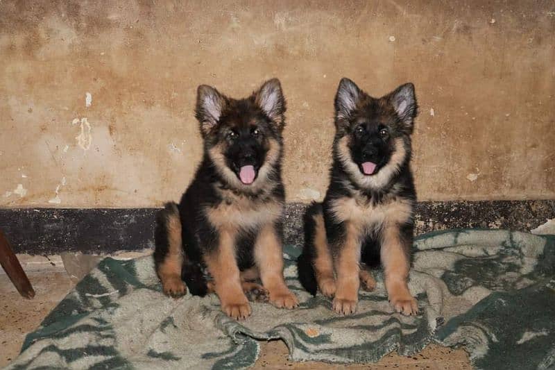 BLACK MASK GERMAN SHEPHERD PUPPIES AVAILABLE FOR SALE 1