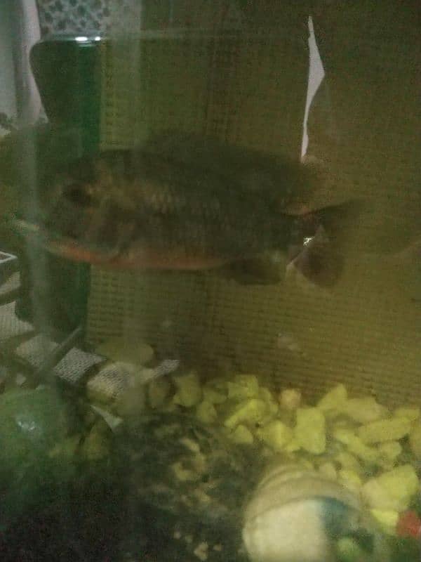 native cichlid fish 3