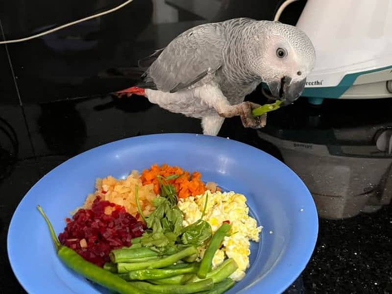 African grey parrot 4 month contact me WhatsApp 03428126589 0