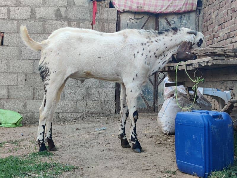 بریڈڑ بکرا 4 دانت 40+ ہائٹ Breeder buck 0