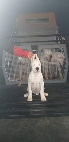 IMPORTED DOGO ARGENTINO PUPPY AVAILABLE FOR SALE